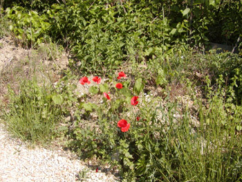poppies
