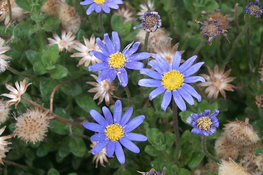 blue flowers. tiny lue flowers closeup