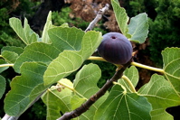 brown turkey fig