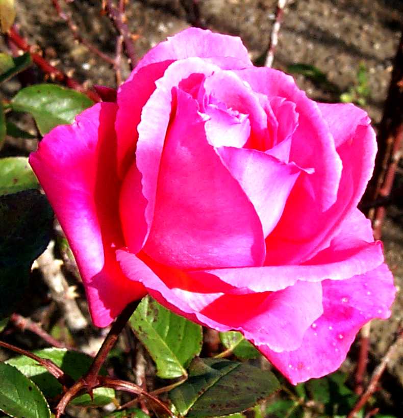 pink rose. pink rose great closeup