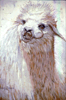 alpacax.GIF (15116 bytes)