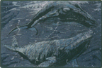 humpx.GIF (12838 bytes)