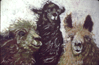 llamasx.GIF (14177 bytes)