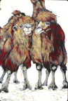 oasisx.GIF (14047 bytes)