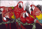 scarletx.GIF (13797 bytes)